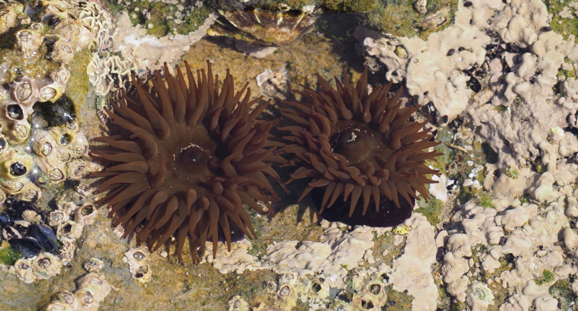 Actinia1