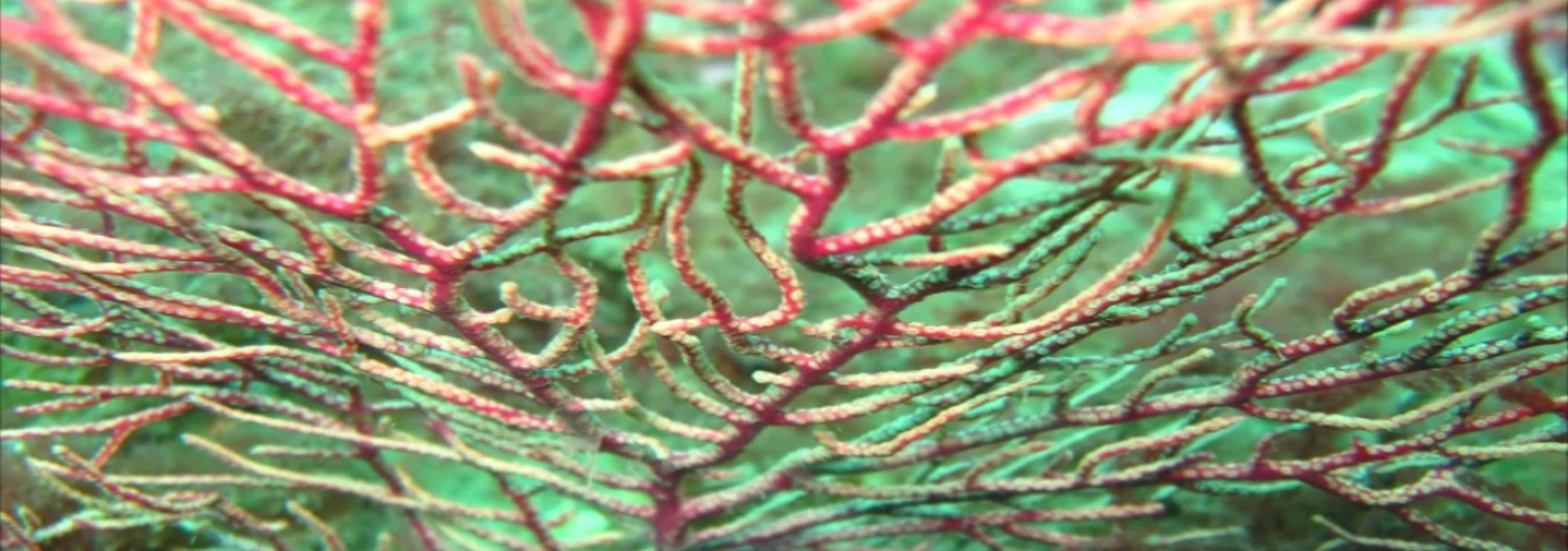 Anthozoa1