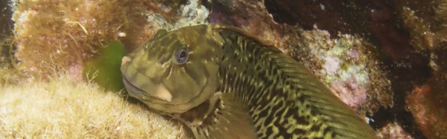 Blennius
